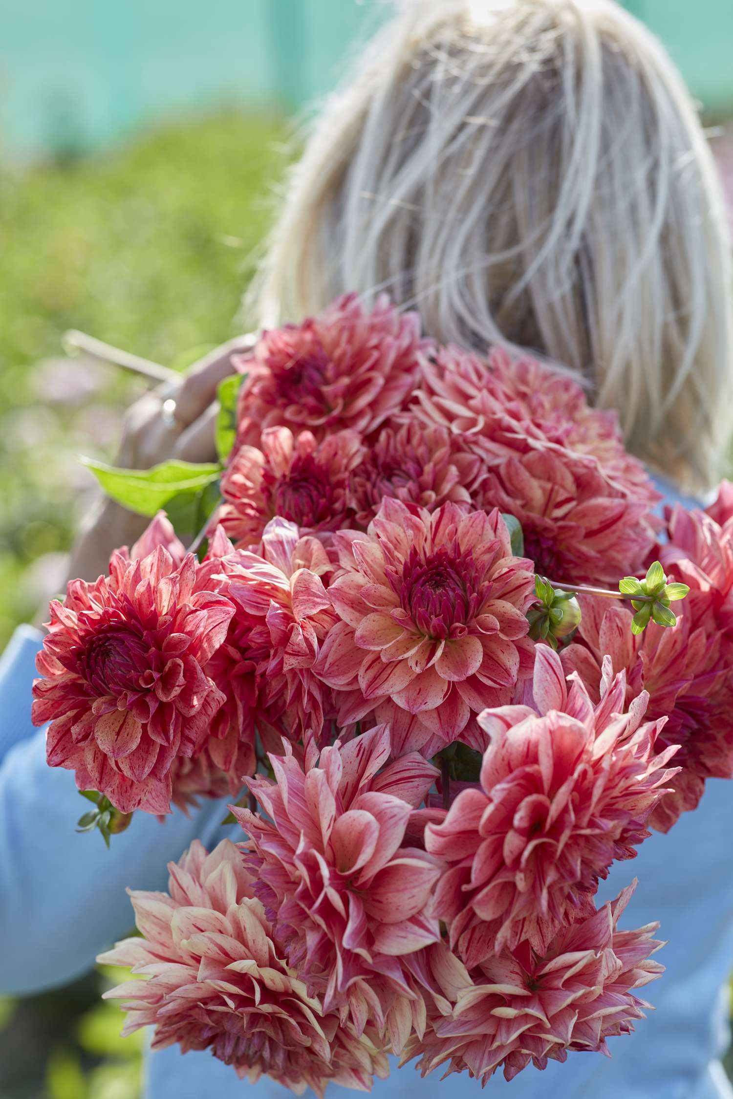 Daalia 'Sturm Princess